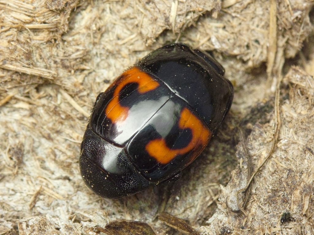 Hister quadrimaculatus Linnaeus, 1758